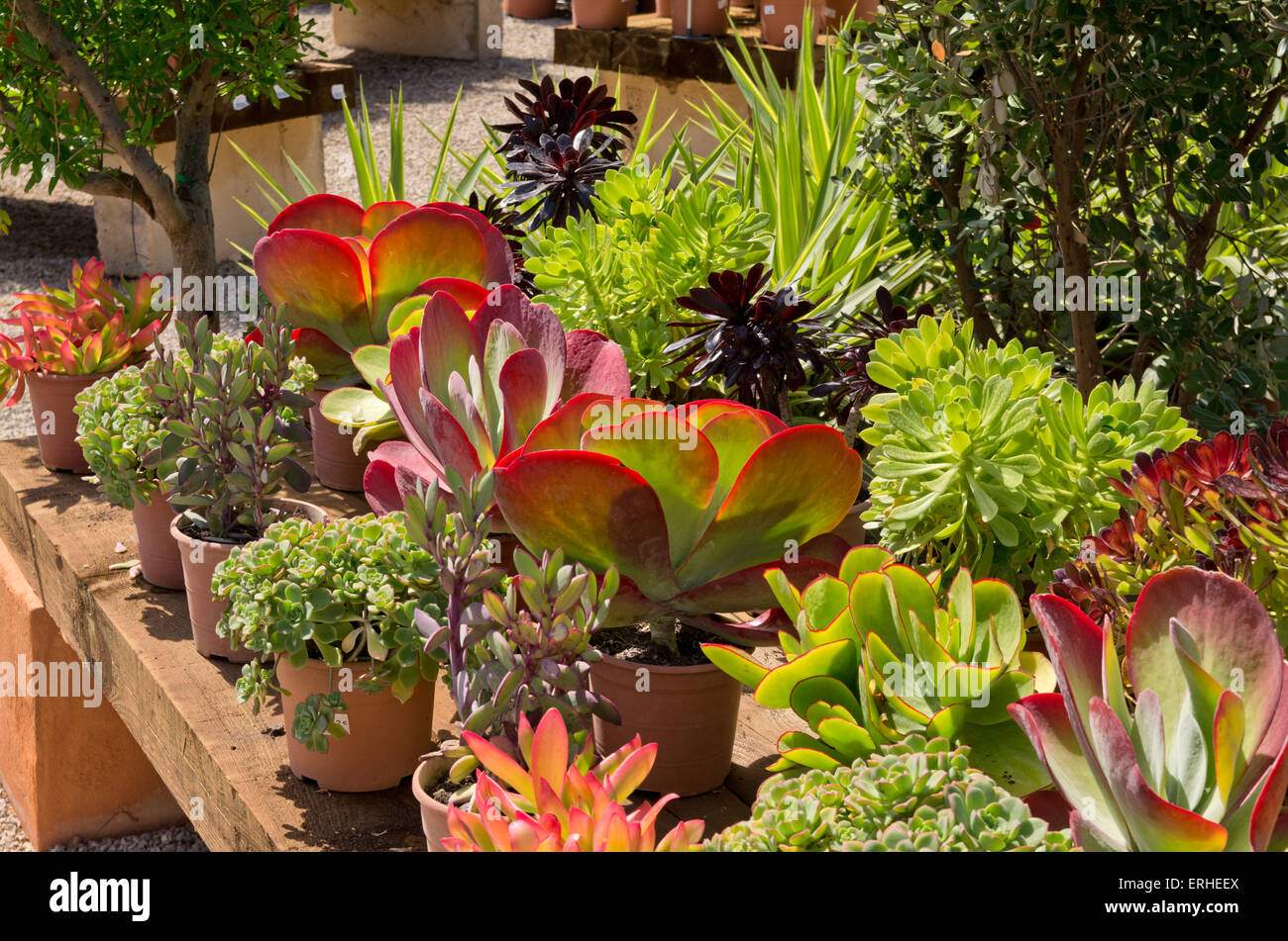 Plantes Succulentes en vente dans un centre de jardinage Majorque Banque D'Images
