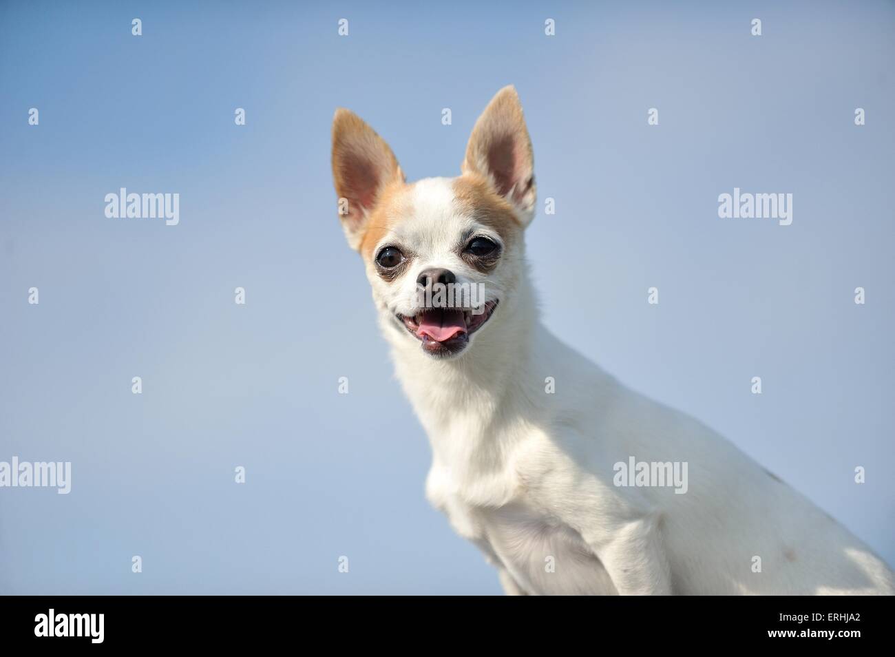 Photos De Chihuahua à Poil Court - Univers'Elles
