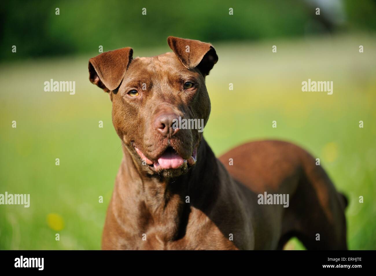 Bull-terrier américain de mine Portrait Banque D'Images