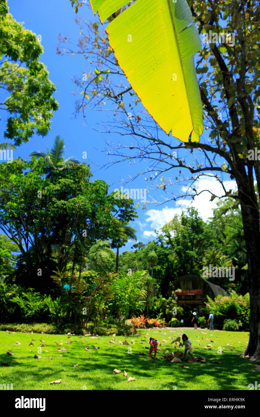 Deux jeunes filles jouent dans les feuilles tombées sur l'herbe dans les jardins botaniques, Cairns, Far North Queensland. Banque D'Images