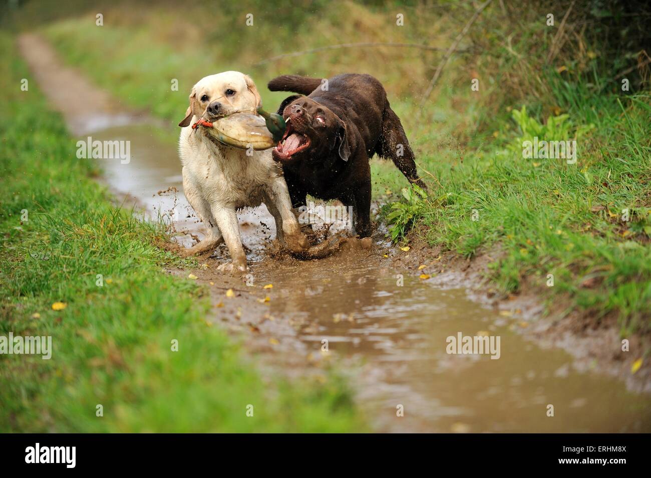 2 Labrador Retriever Banque D'Images