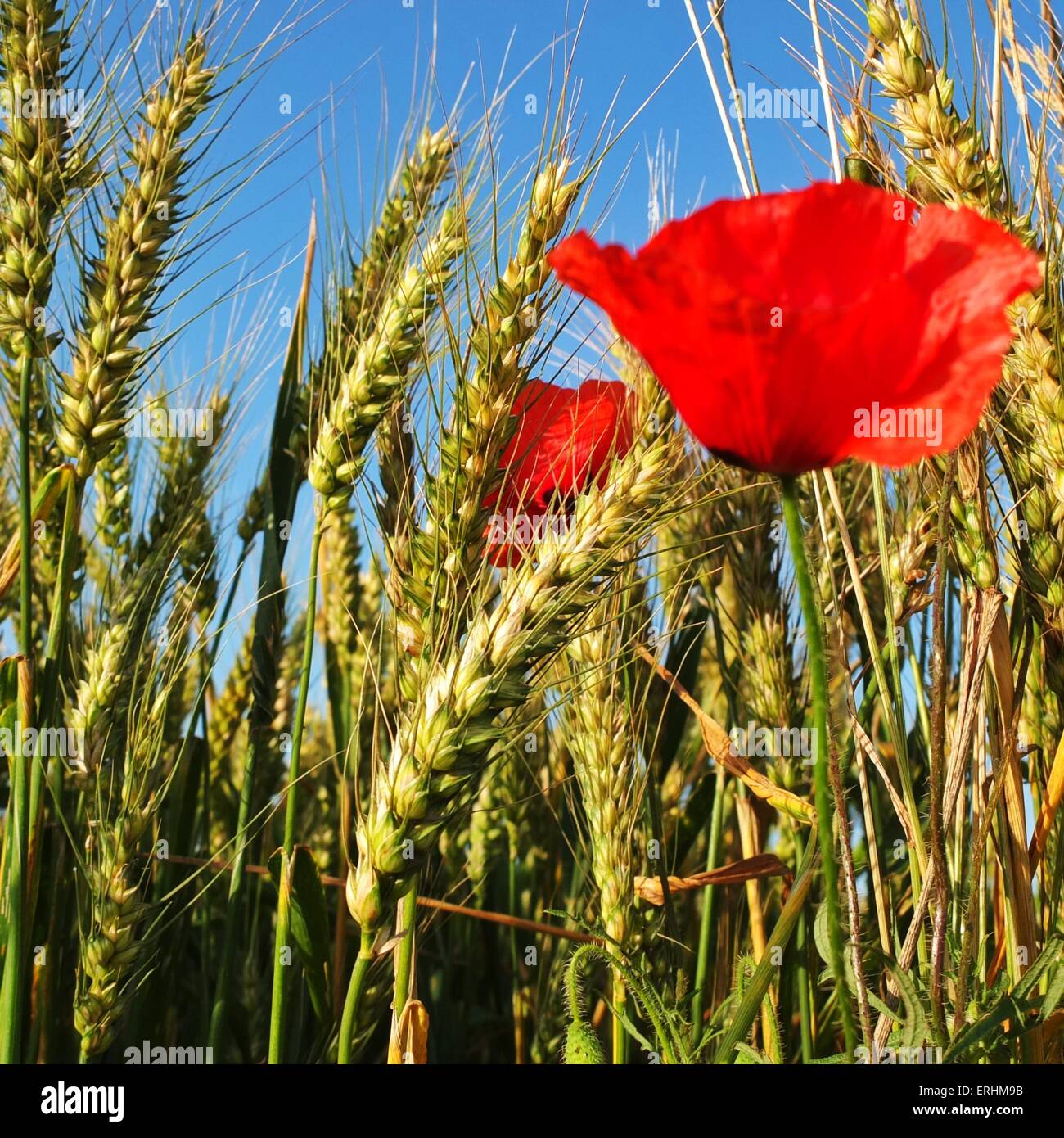 Close up de coquelicots dans un champ de blé Banque D'Images