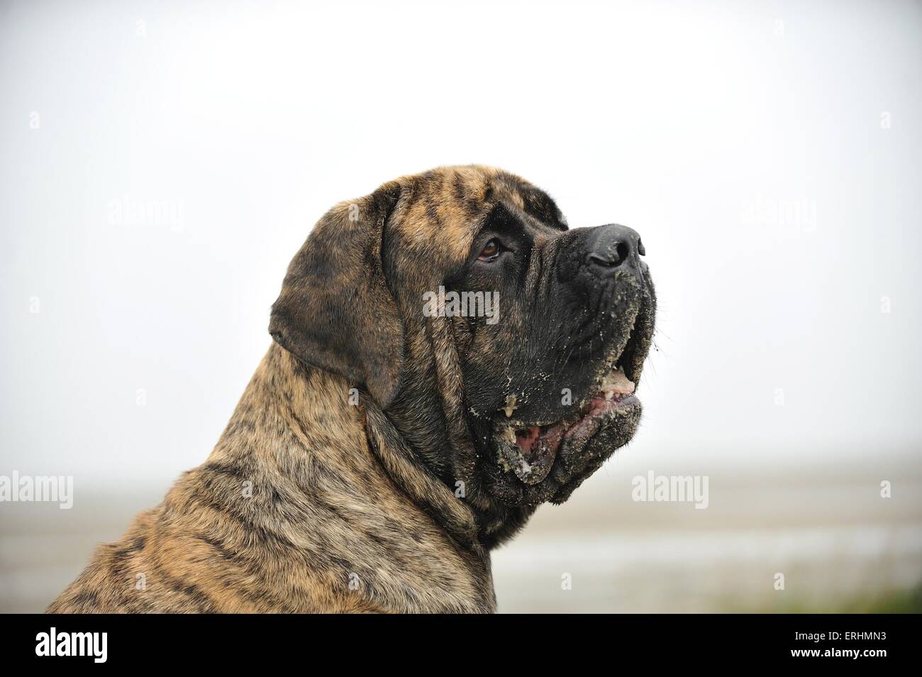 Old English Mastiff Portrait Banque D'Images