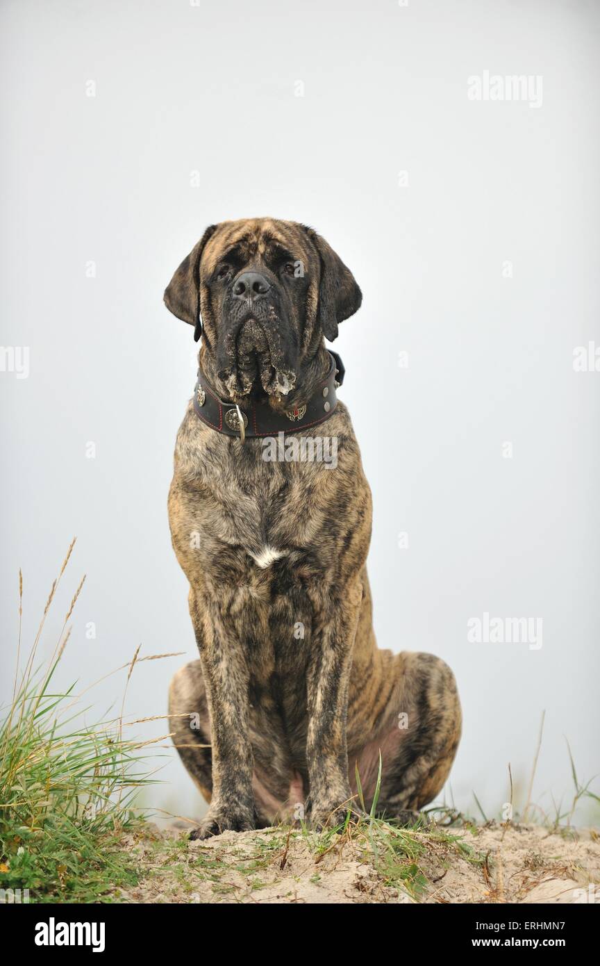 Assis Old English Mastiff Banque D'Images