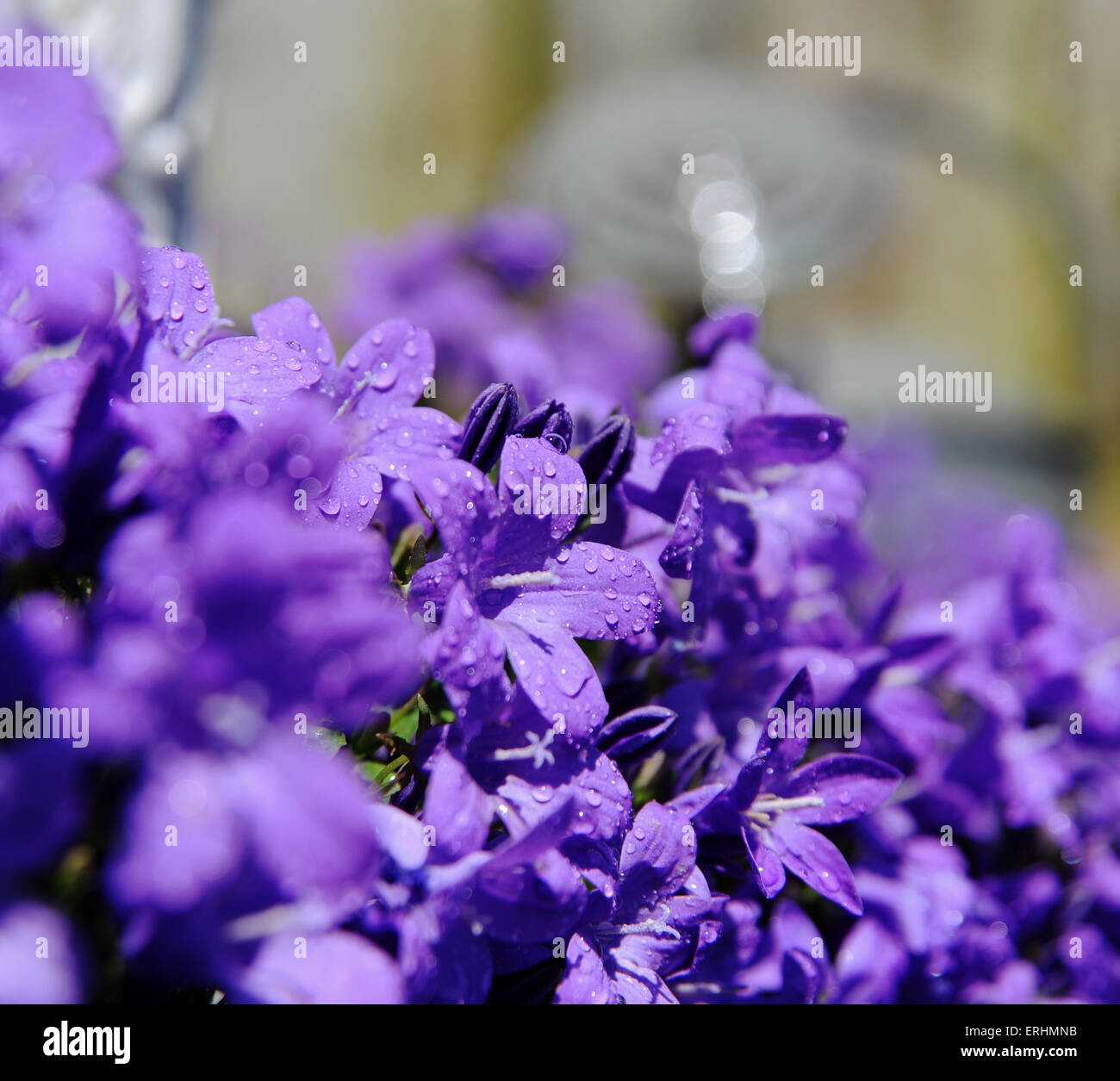 Campanula portenschlagiana une bonne masse végétale couvrant en bleu clair en forme de fleurs de la fin du printemps jusqu'en été. Banque D'Images