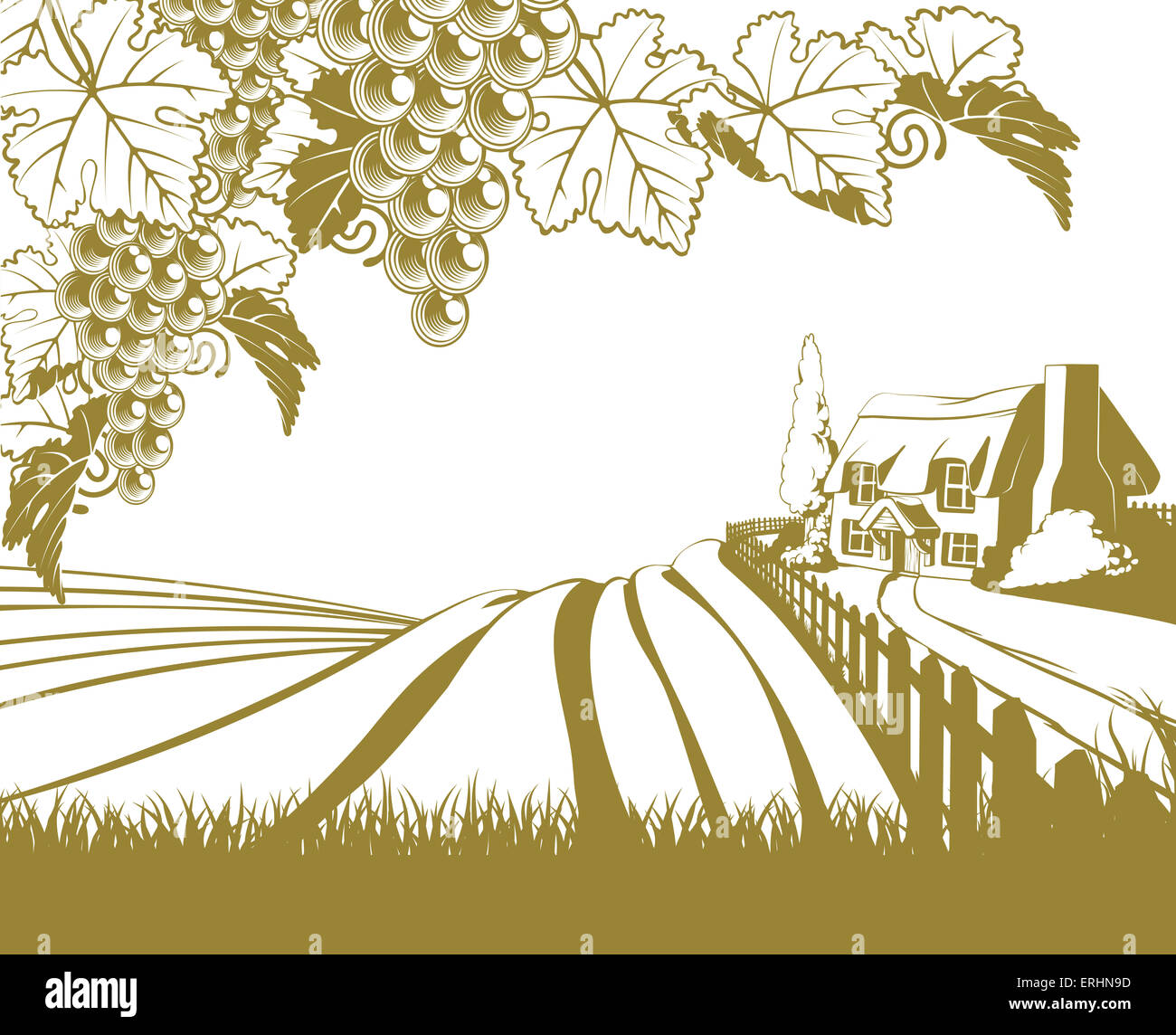 Un vignoble collines illustration scène avec raisins Banque D'Images