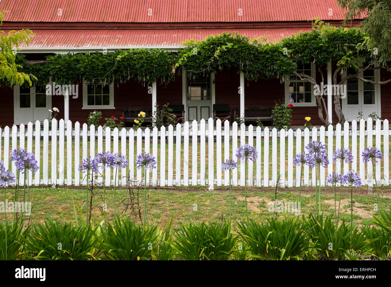 Détail d'une maison au toit de tôle avec porche, clôture blanche et agapanthus fleurs, Nouvelle-Zélande. Banque D'Images