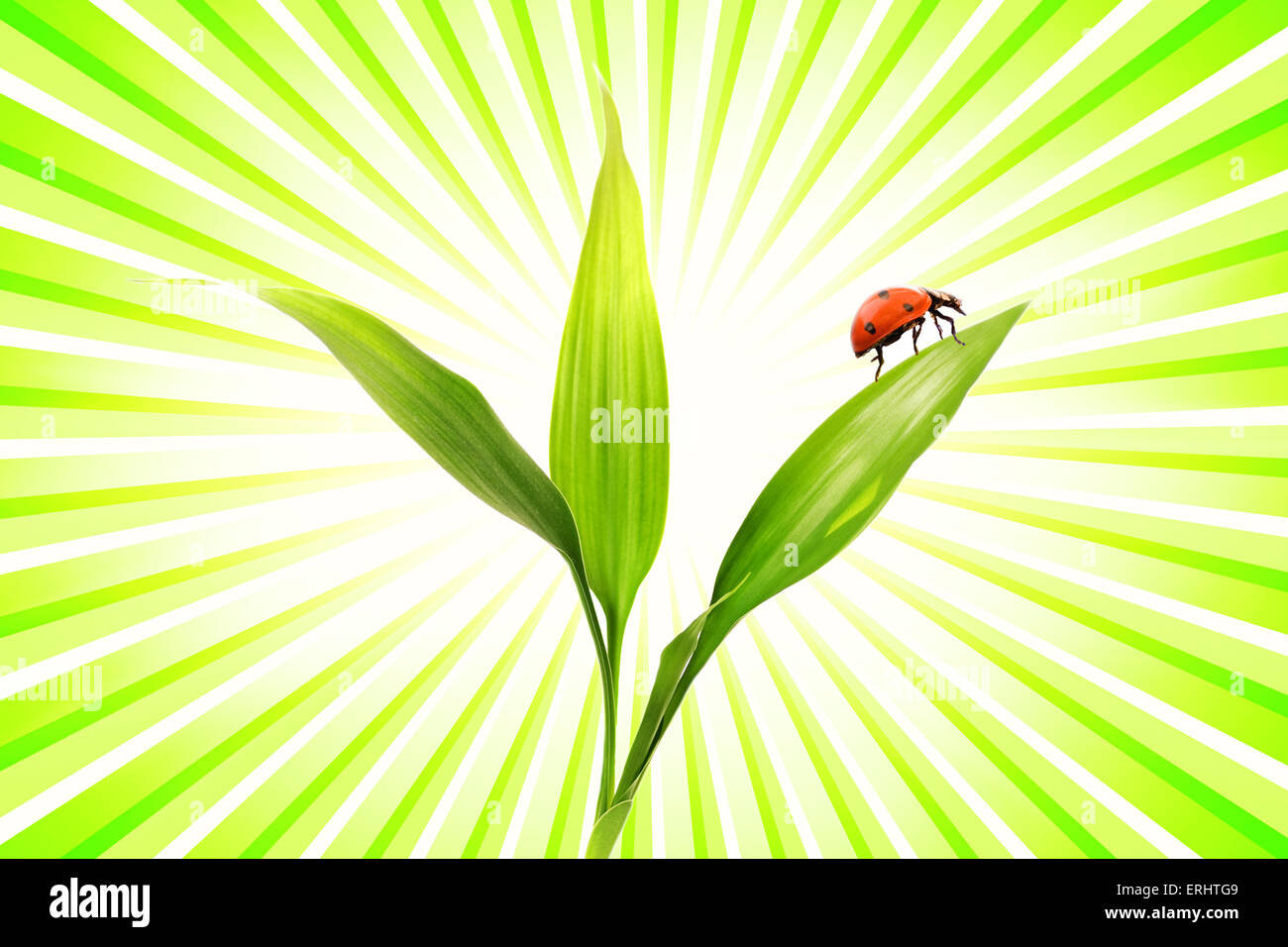 Ladybug assis sur une petite plante Banque D'Images