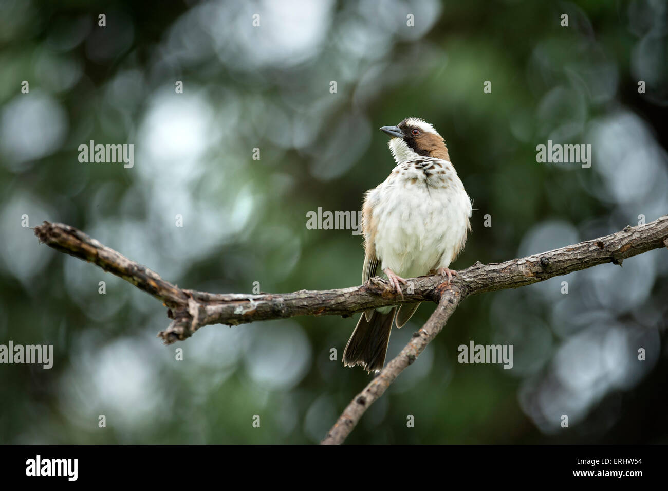 Sparrow Weaver Banque D'Images