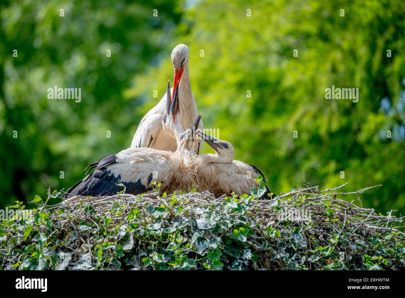 Stork nourrir ses poussins Banque D'Images
