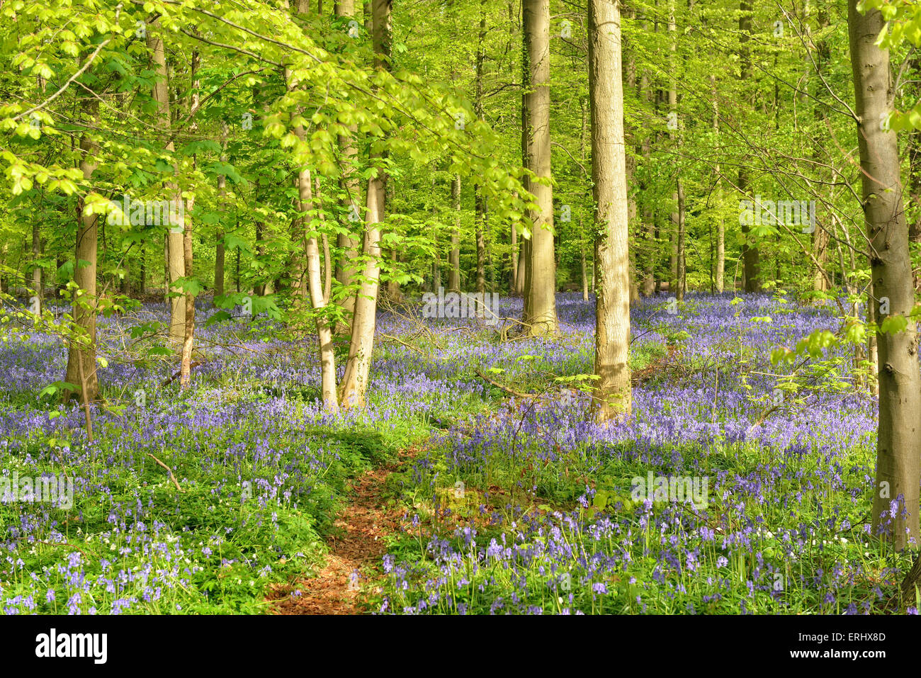 Avril et mai sont pour la plupart des beaux mois de Hallerbos, Belgique Banque D'Images