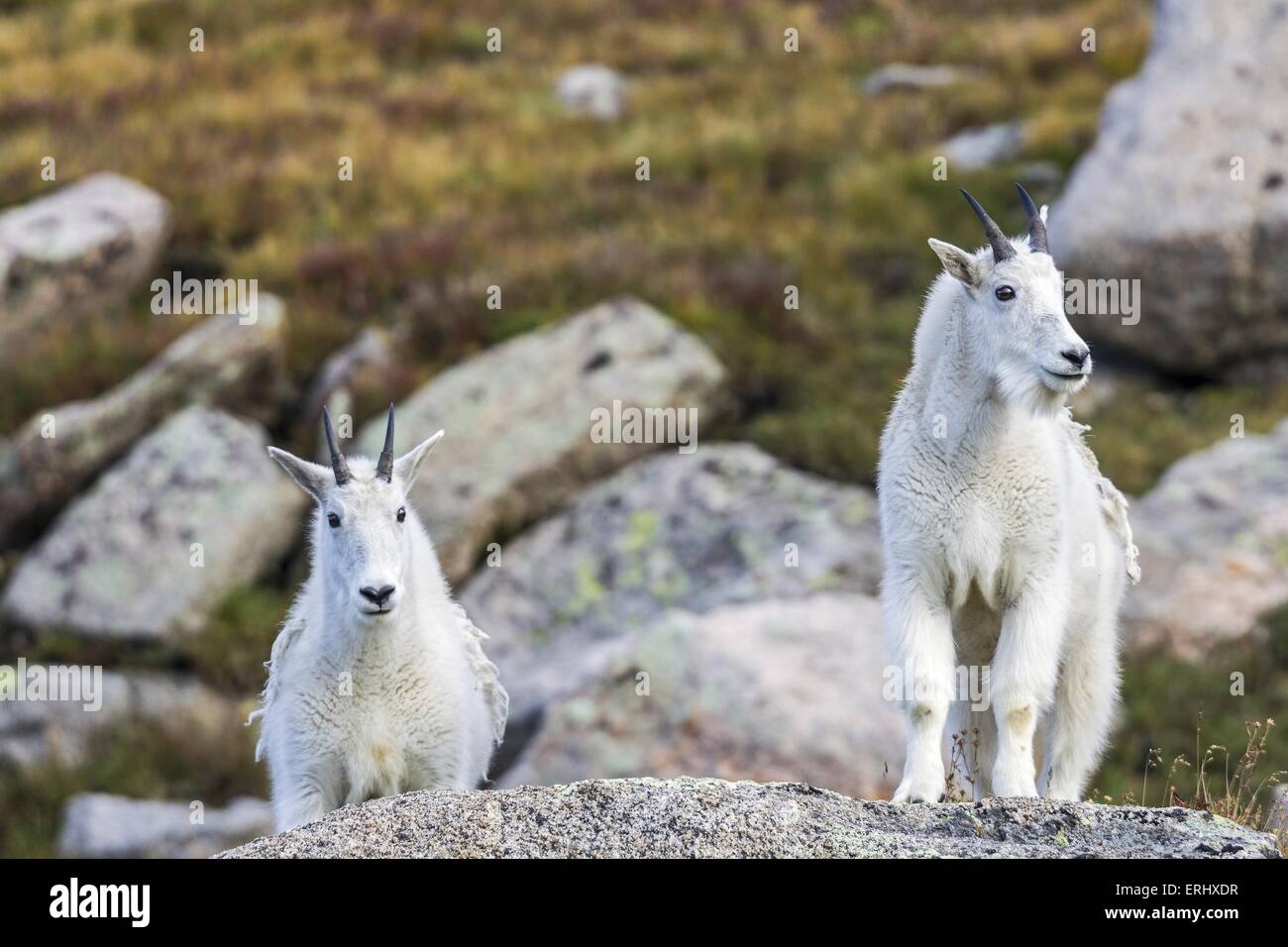Chèvres des montagnes rocheuses Banque de photographies et d’images à haute résolution Alamy