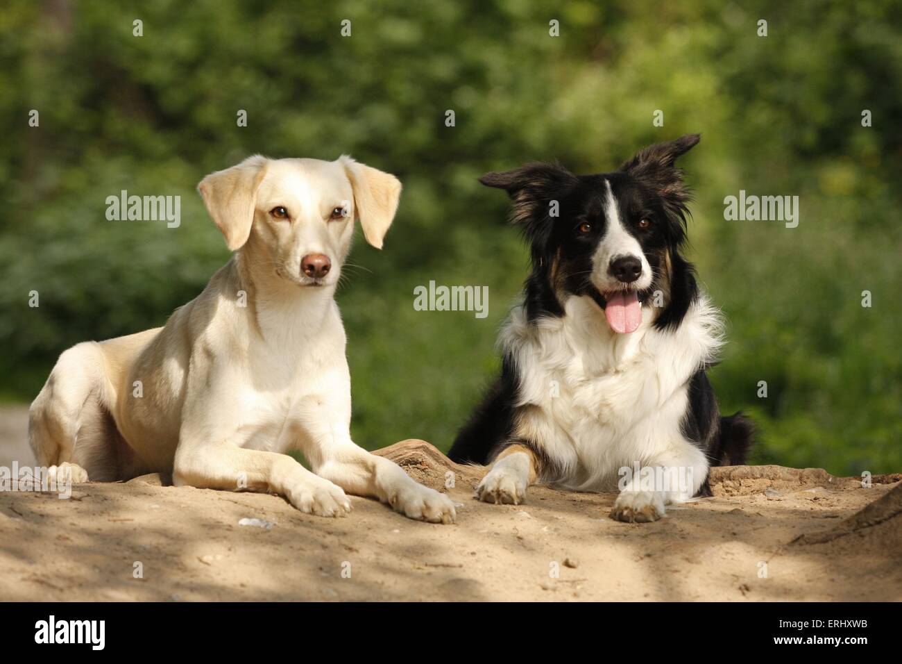 Mongrel et Border Collie Banque D'Images