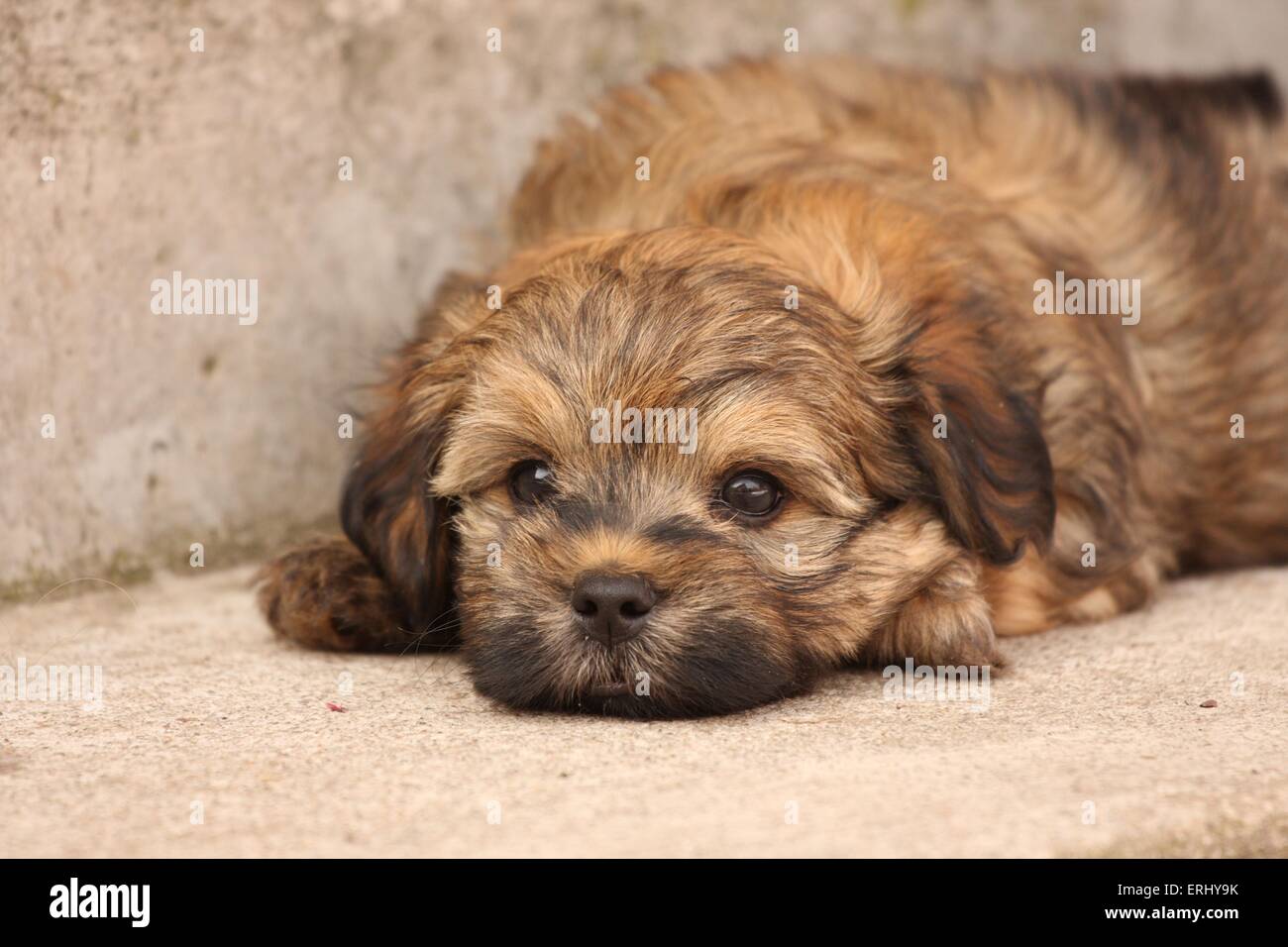 Chiot Bolonka zwetna Banque D'Images