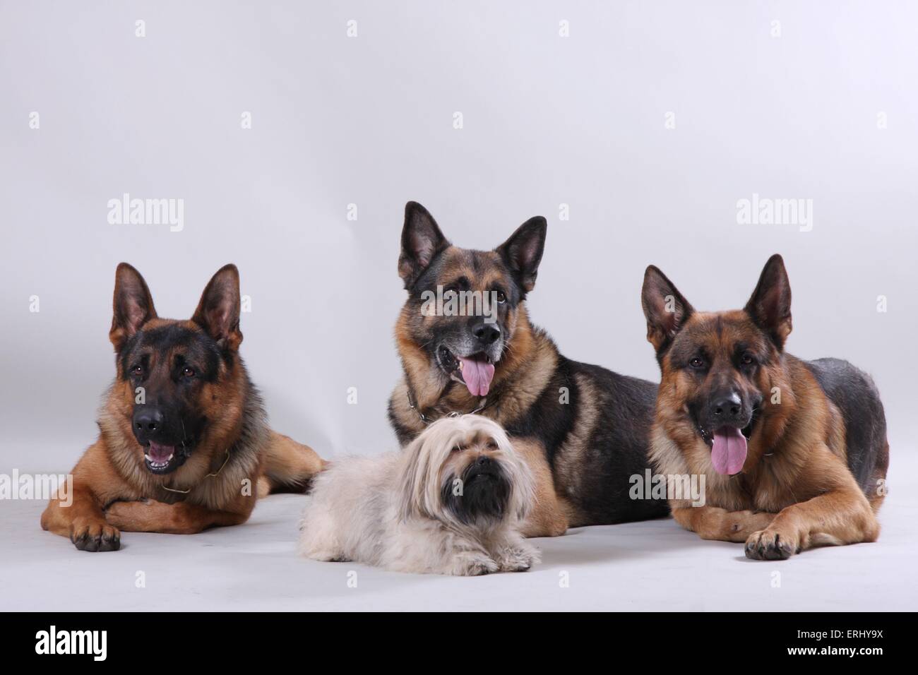 4 chiens Banque D'Images