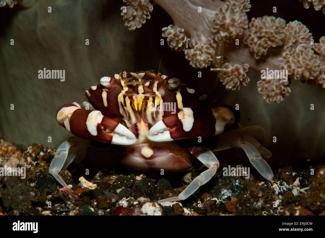 Les arlequins swimming crab Banque D'Images