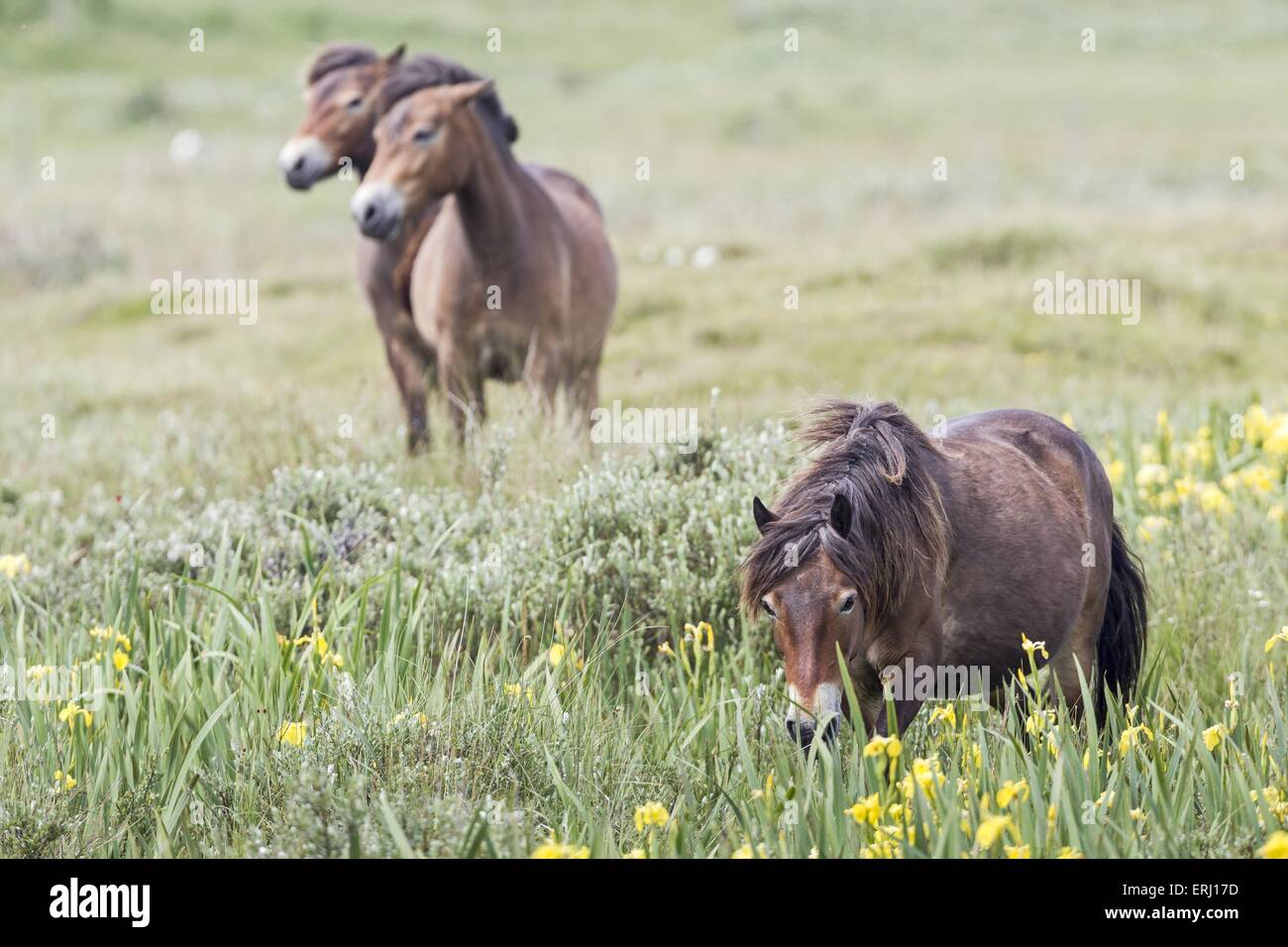 Poneys Exmoor Banque D'Images