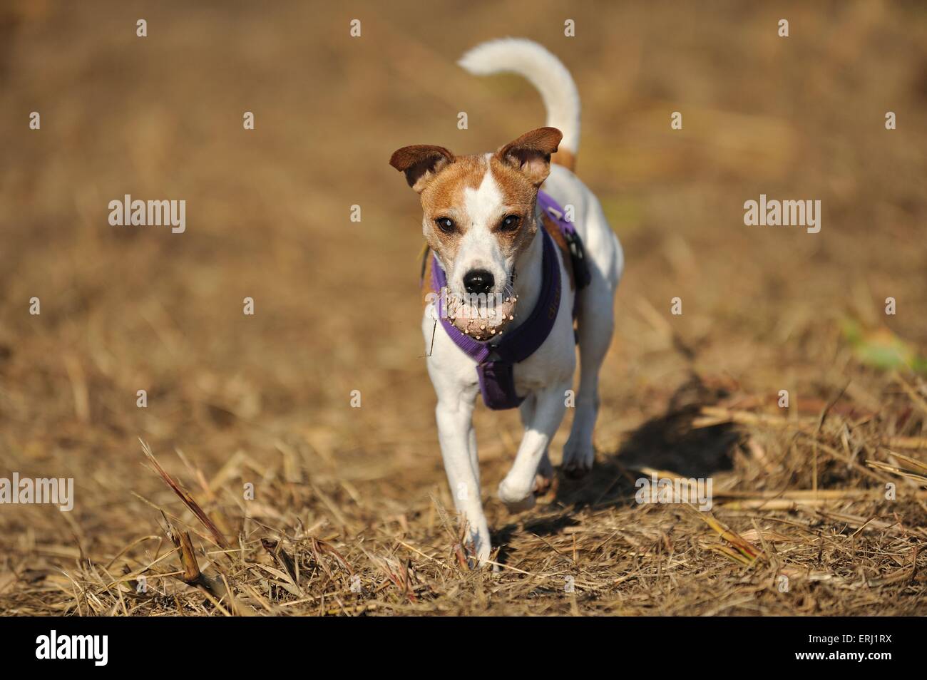 Blind Jack Russell Terrier Banque D'Images