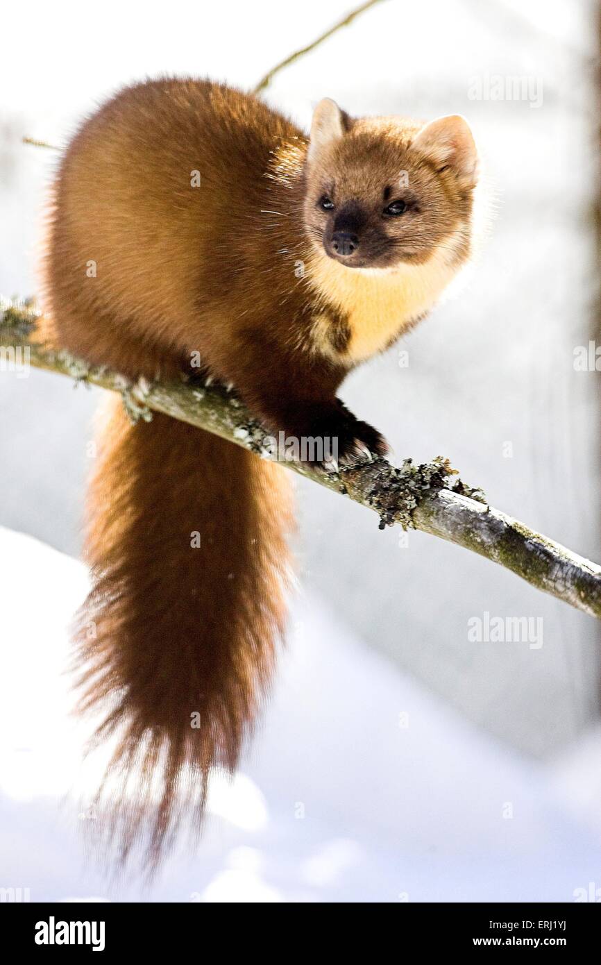 La martre des pins Banque D'Images