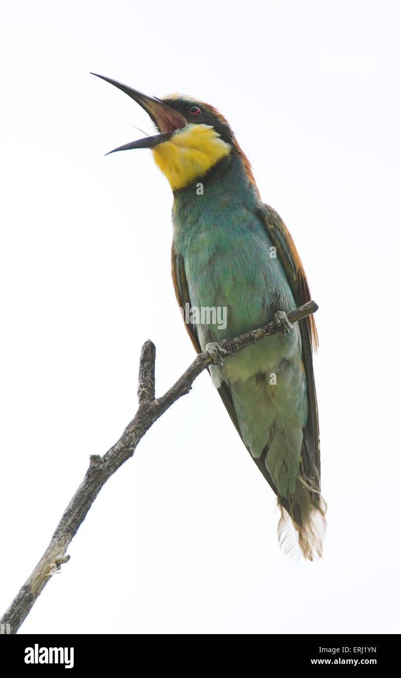Bee eater Banque D'Images