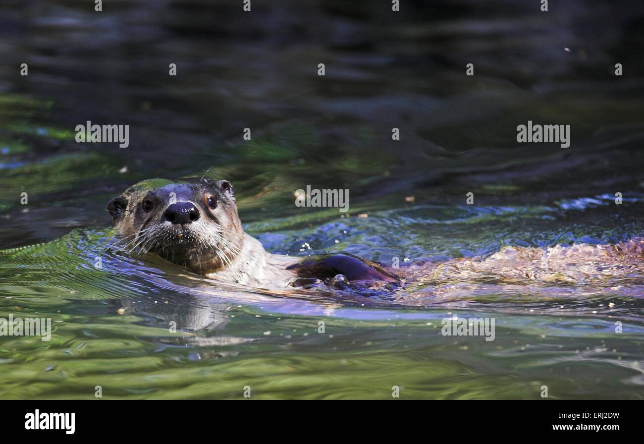 Loutre commune Banque D'Images