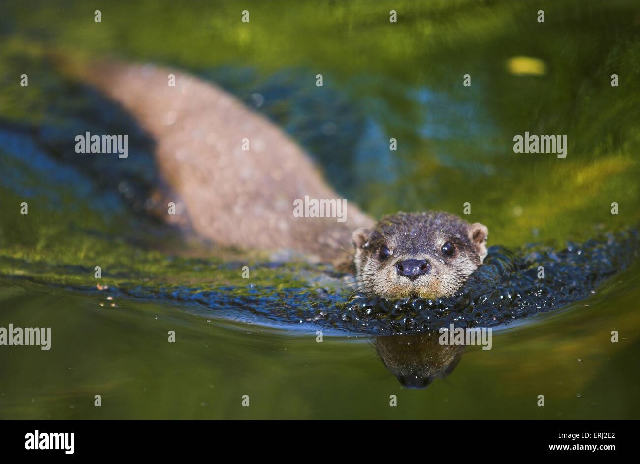 Loutre commune Banque D'Images