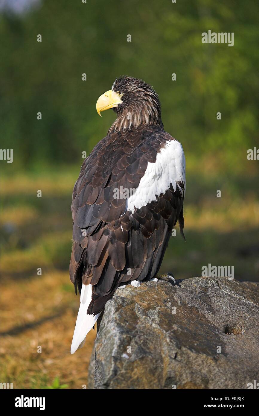 Mer Stellers-eagle Banque D'Images