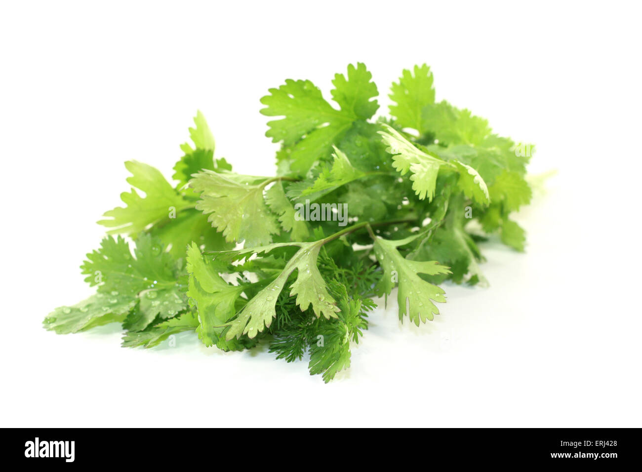 Botte de coriandre verte sur un fond clair Banque D'Images