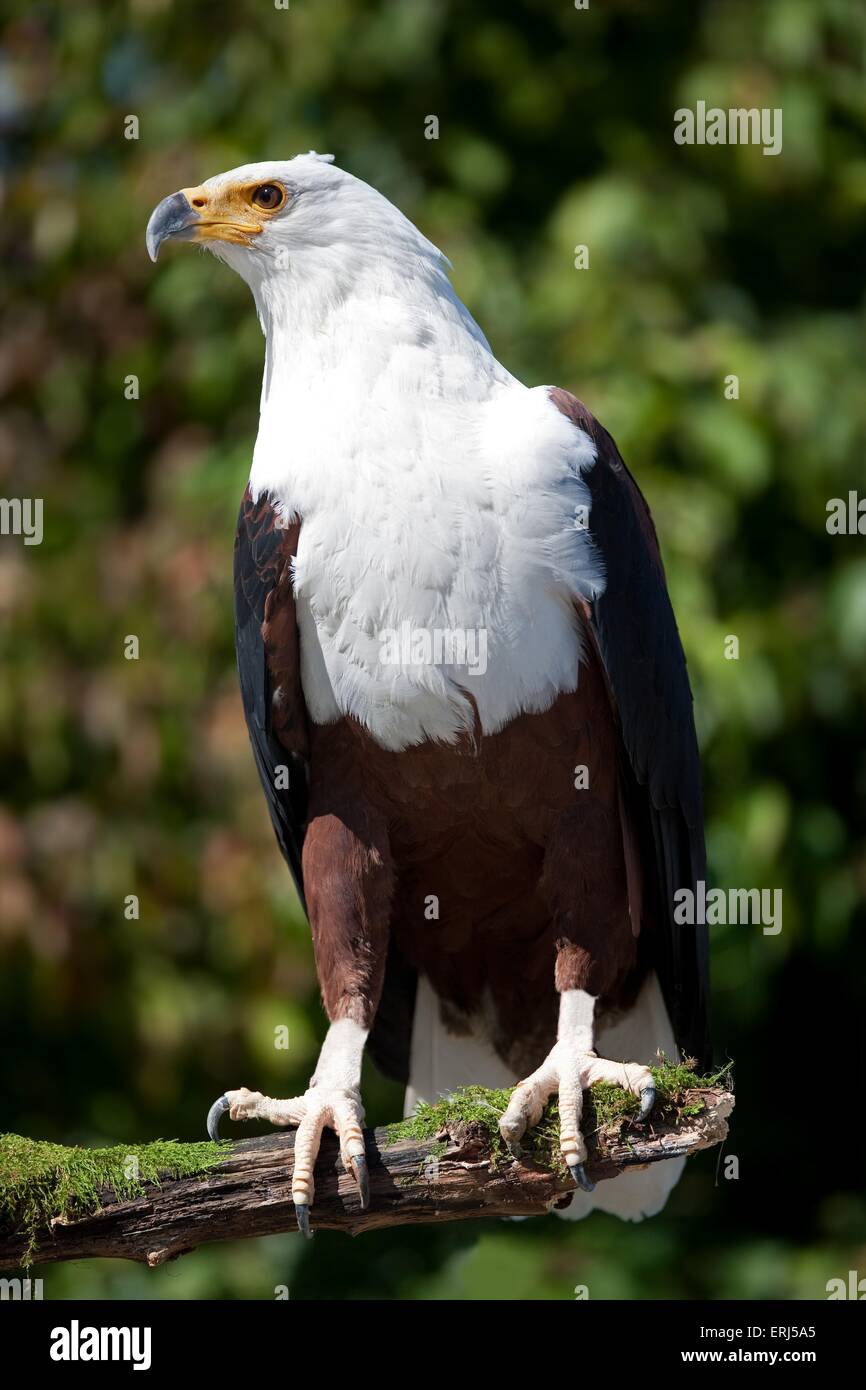 African fish eagle Banque D'Images