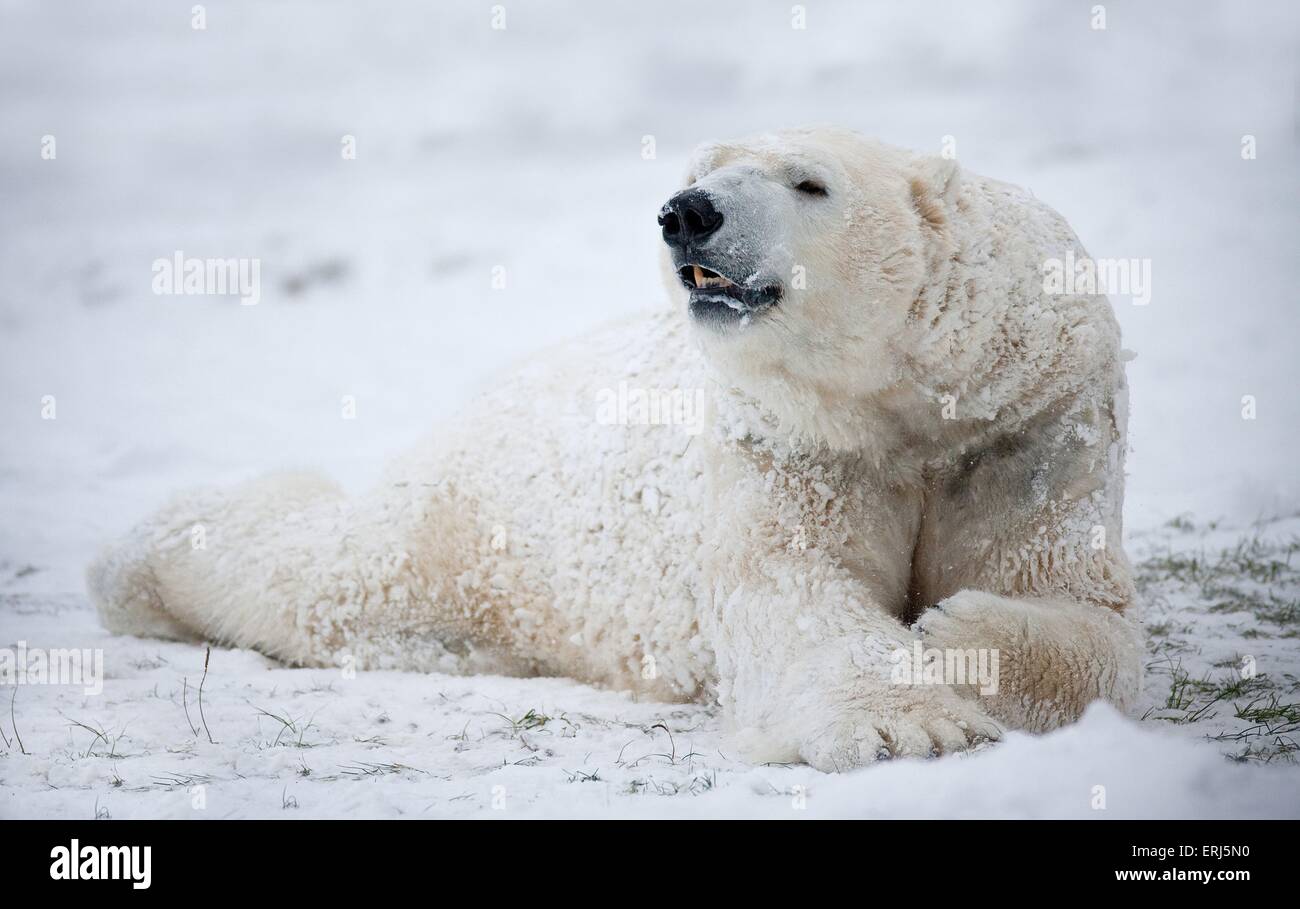 ours de glace Banque D'Images
