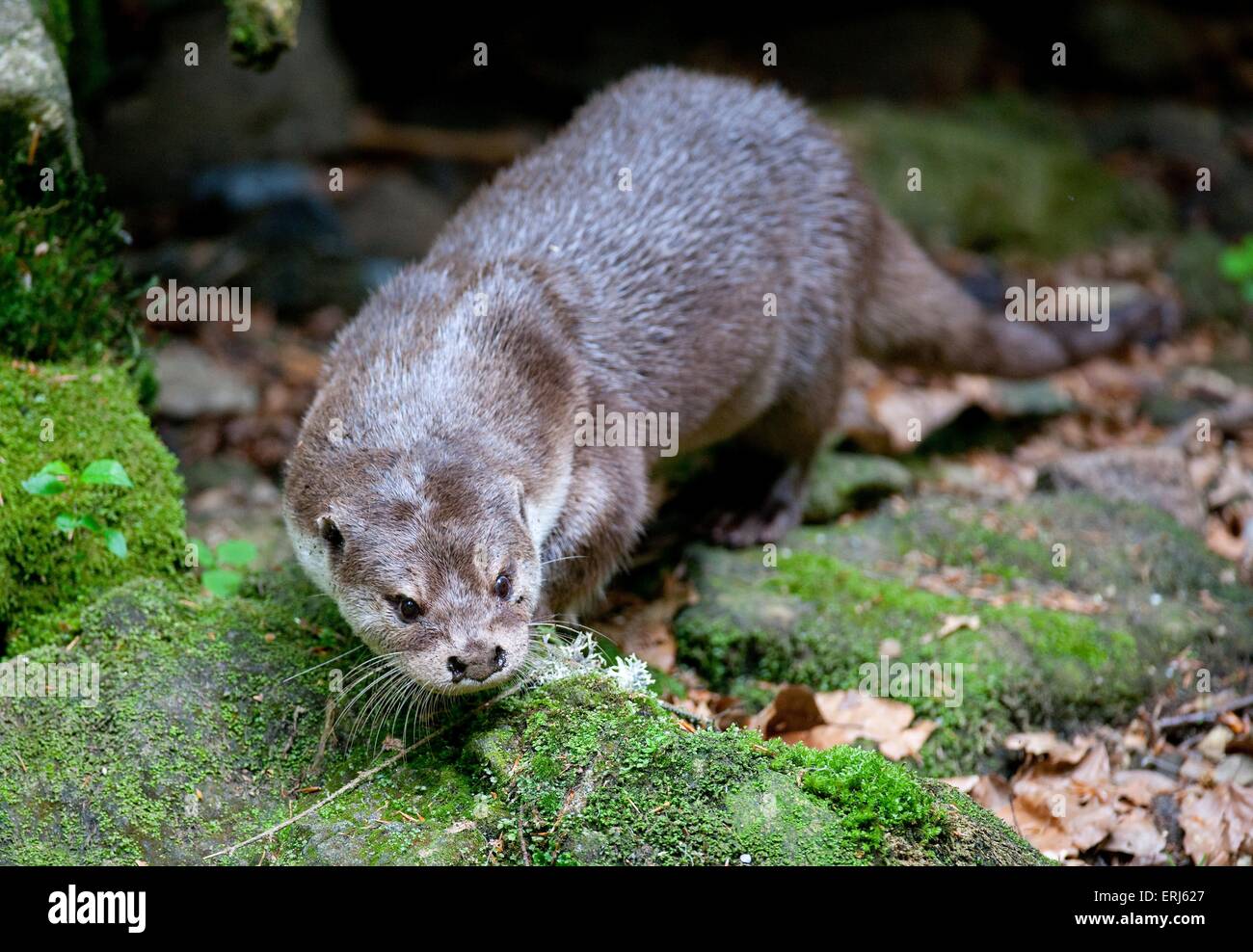 Loutre commune Banque D'Images