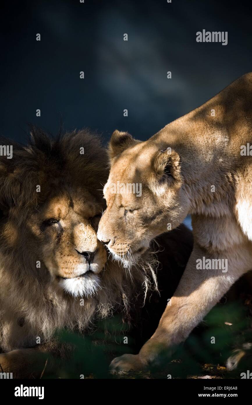 Lions Banque D'Images