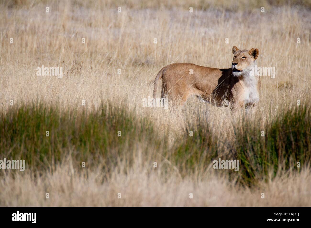 lionne Banque D'Images