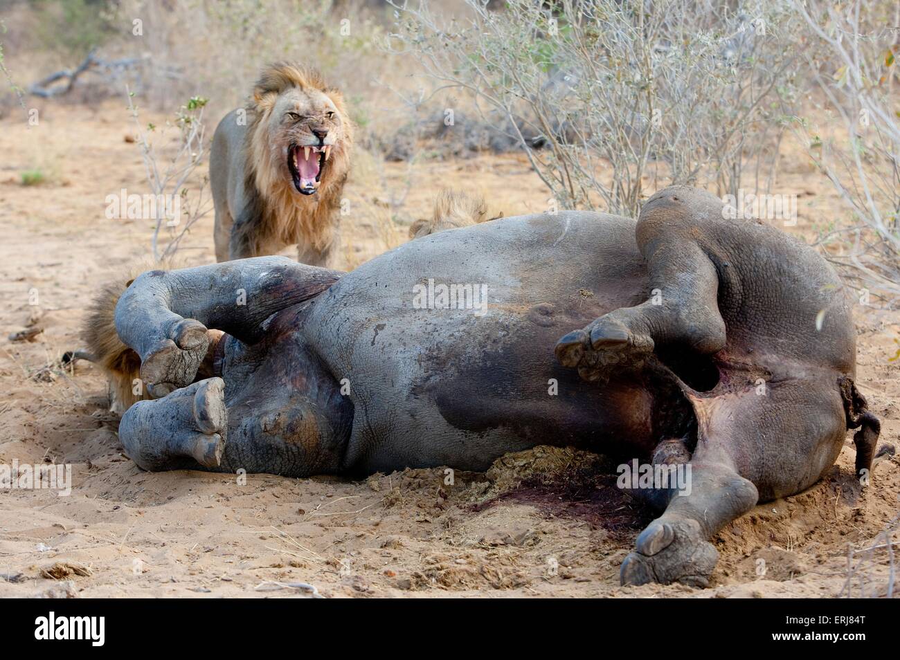 Lion avec proie Banque D'Images