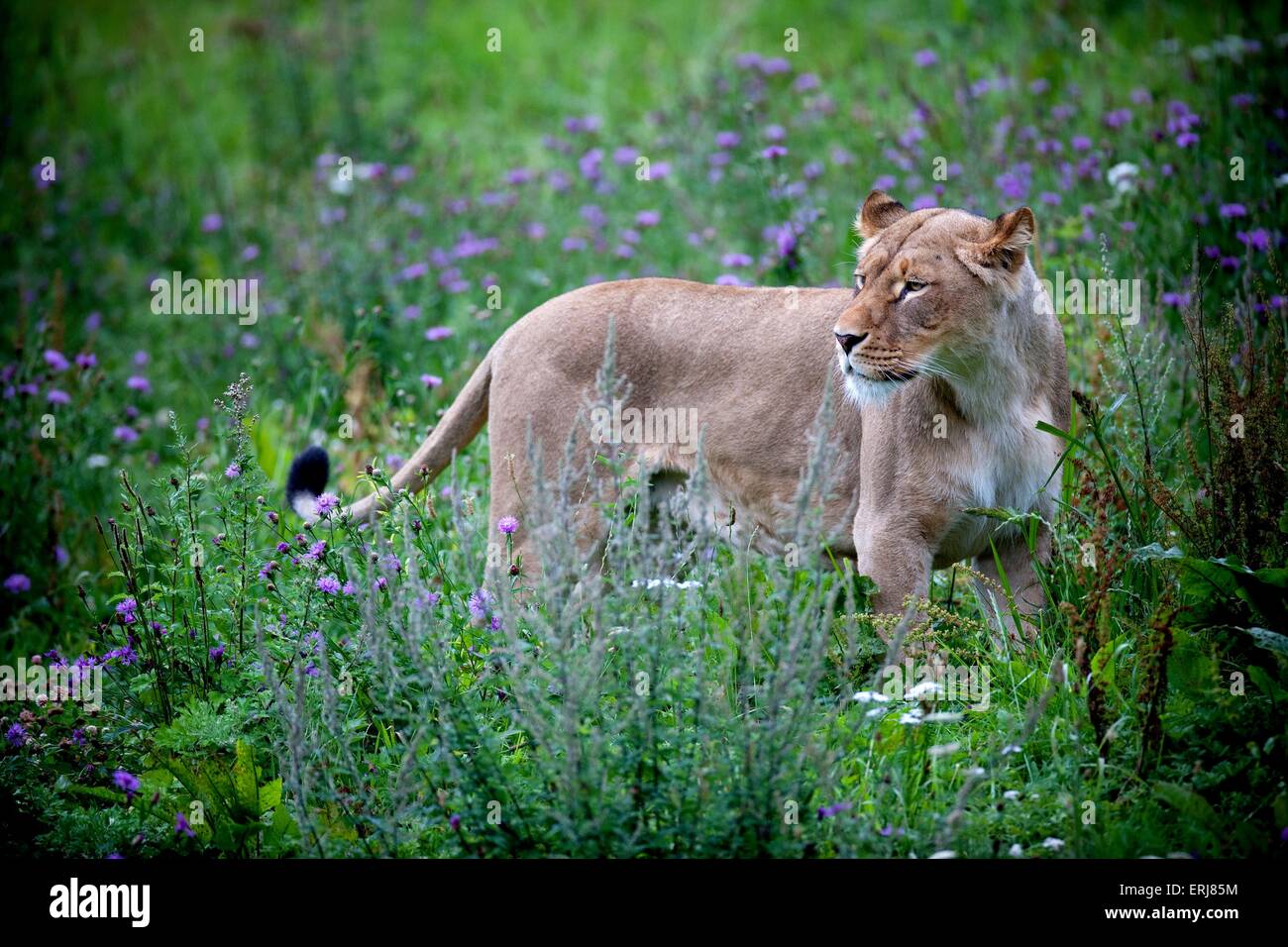 lionne Banque D'Images