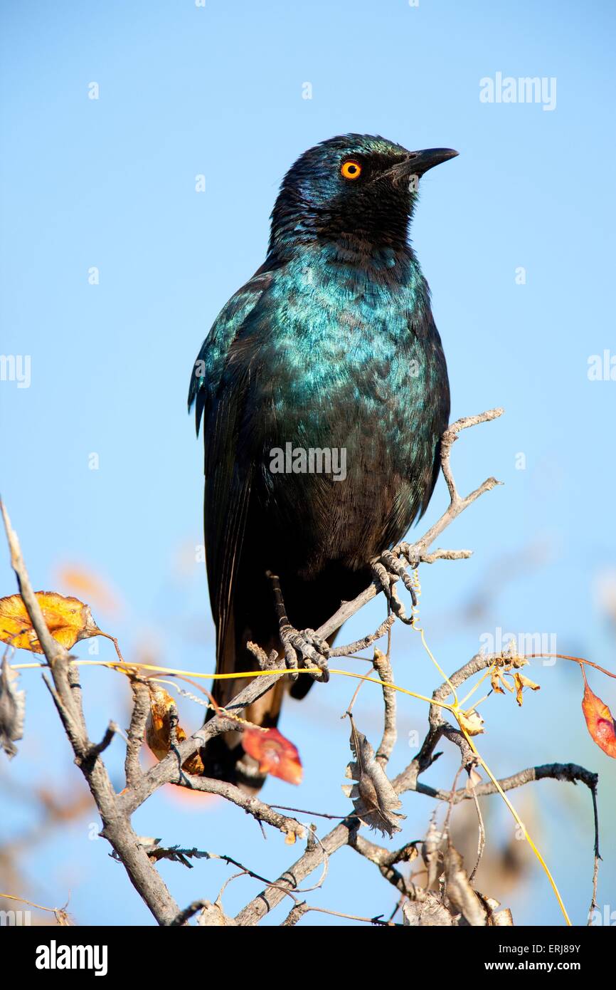 Red-shouldered glossy starling Banque D'Images
