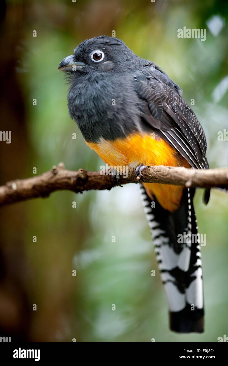 Trogon à queue blanche Banque D'Images