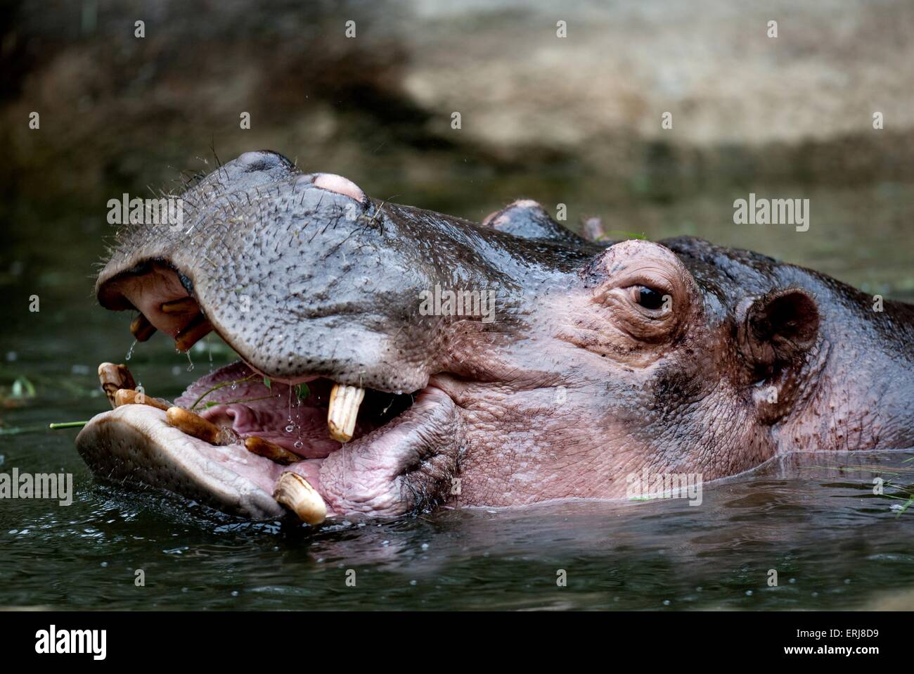 Hippo Banque D'Images