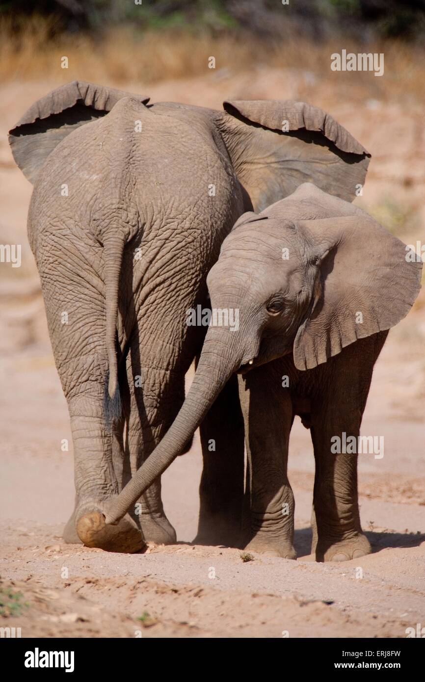 Les éléphants d'Afrique Banque D'Images