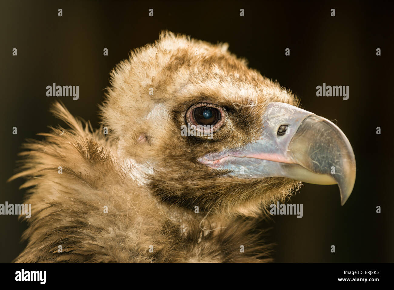 Portrait de cinereous vulture (Platycnemis monachus) sur fond noir Banque D'Images Portrait de cinereous vulture (Platycnemis monachus) sur fond noir Banque D'Images