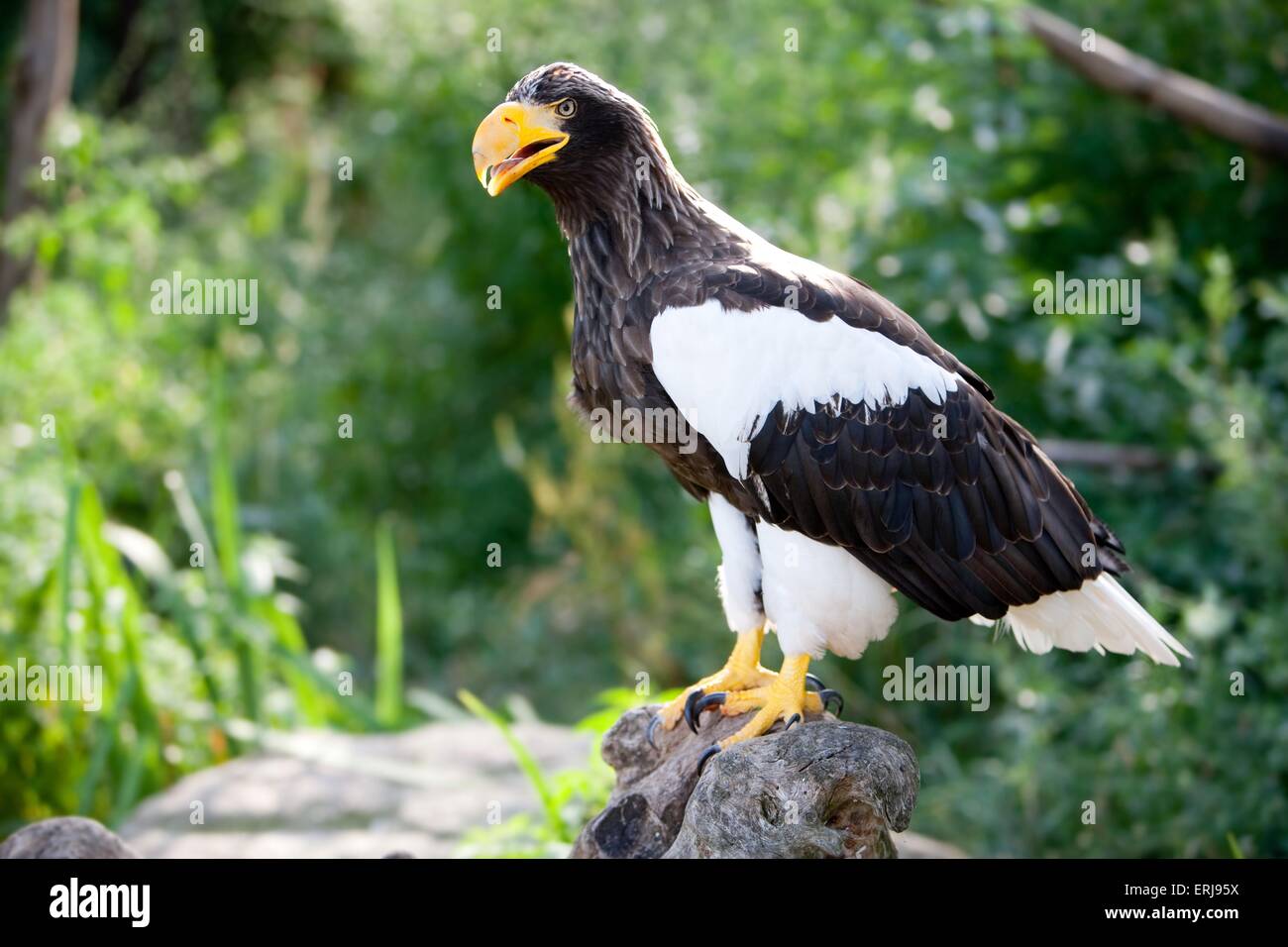 Mer Stellers-eagle Banque D'Images