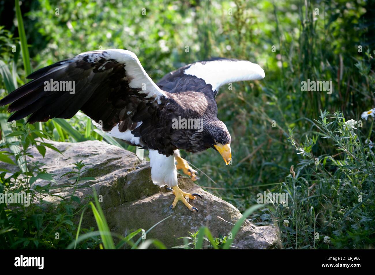 Mer Stellers-eagle Banque D'Images