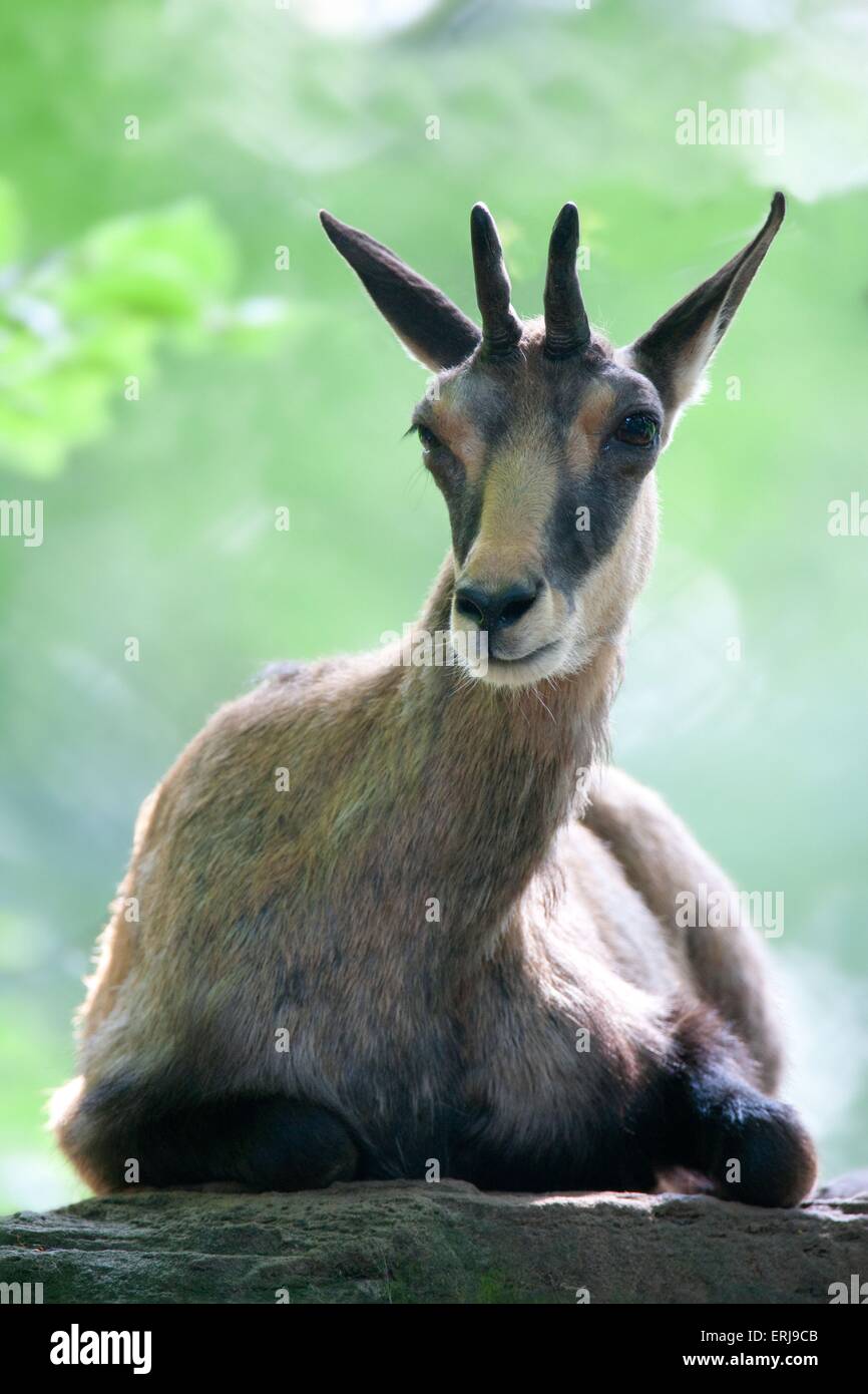 chamois Banque D'Images