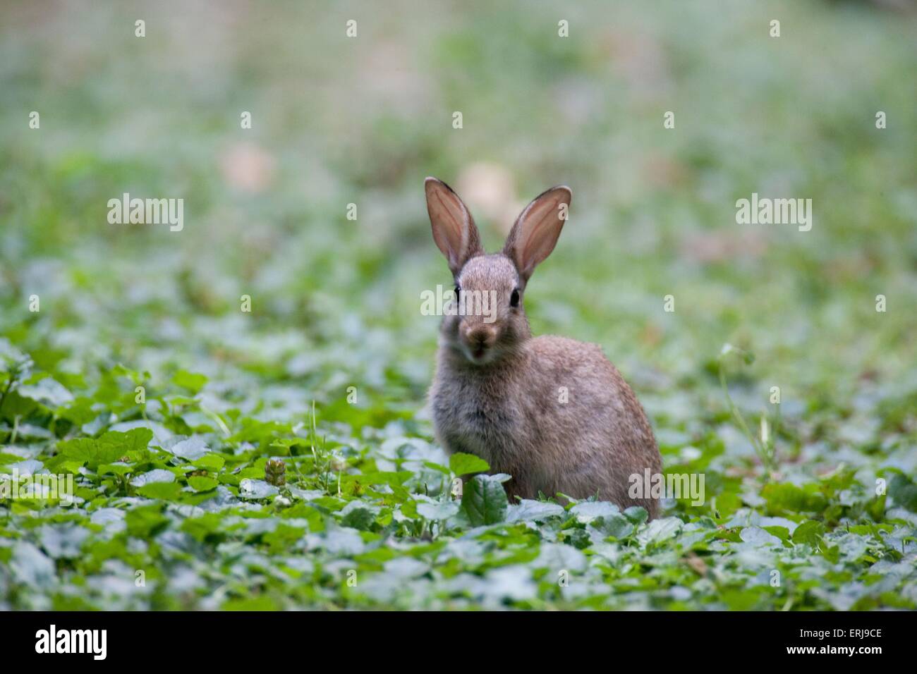 Lapin sauvage européenne Banque D'Images