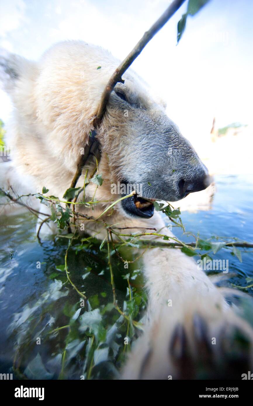 ours de glace Banque D'Images