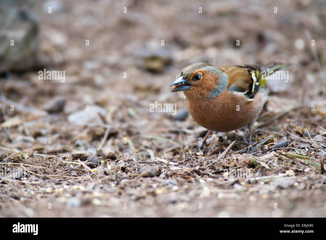 Common chaffinch Banque D'Images