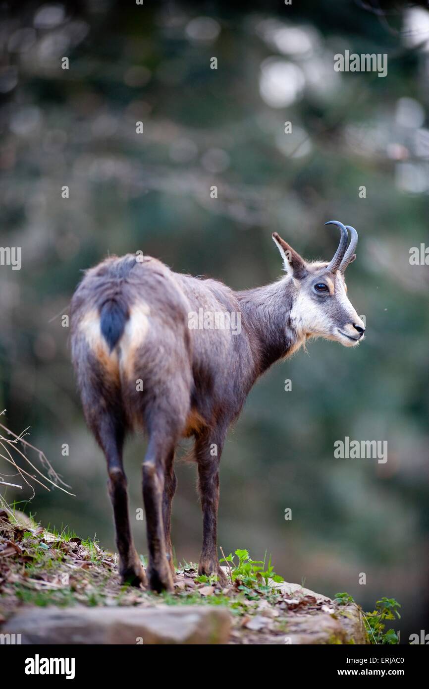 chamois Banque D'Images