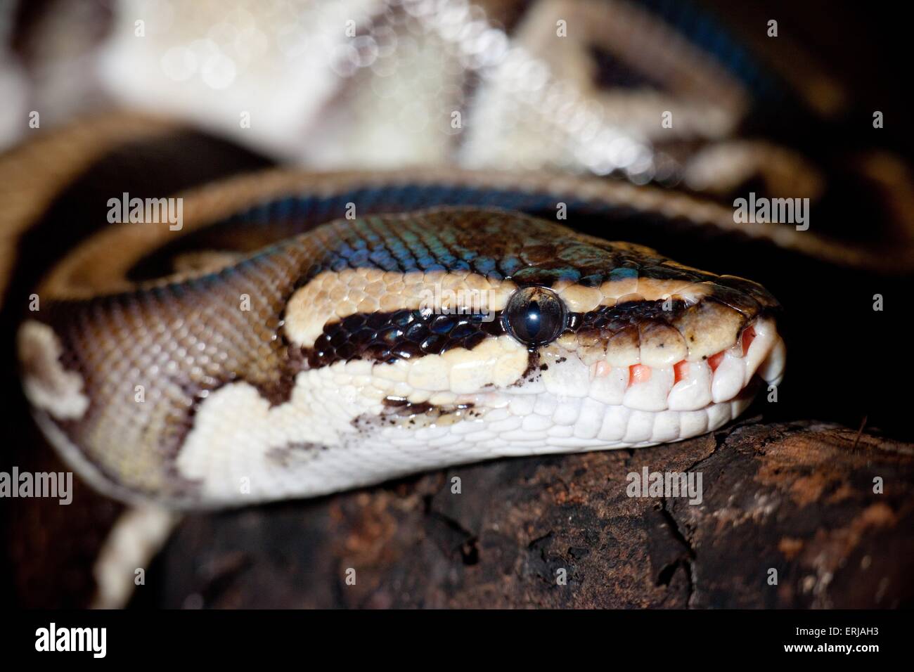 python boule Banque D'Images