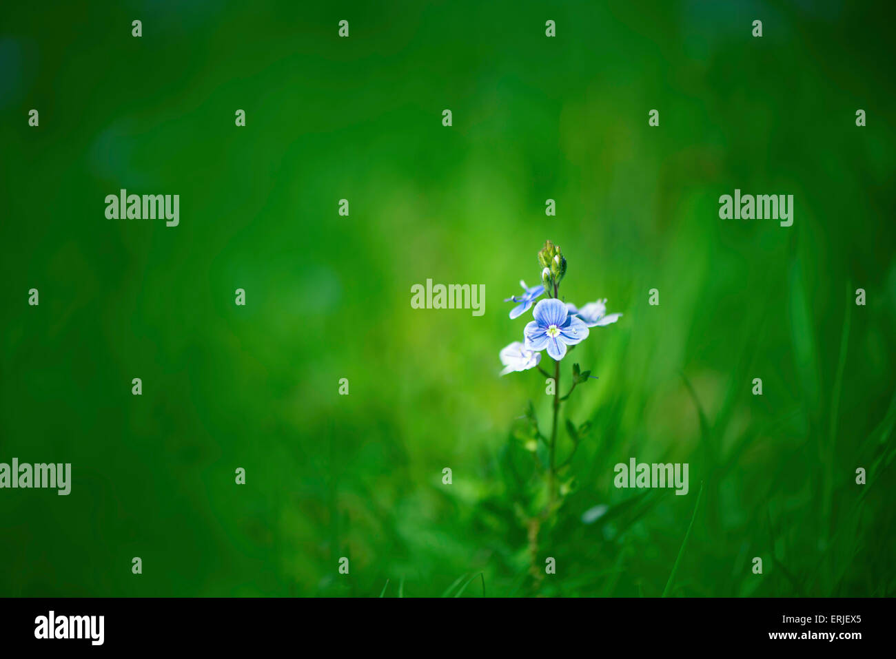 Germander Speedwell (Veronica chamaedrys) Banque D'Images