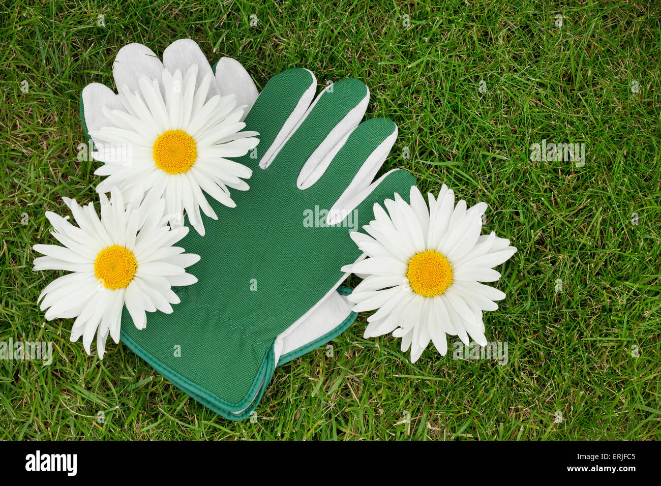 Gants de jardin et de fleurs de camomille sur green grass with copy space Banque D'Images